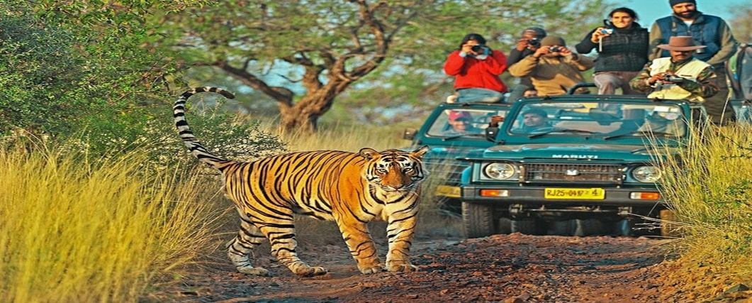 ranthambore tiger safari